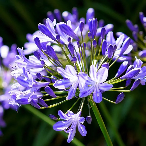 Searles How to Grow Agapanthus